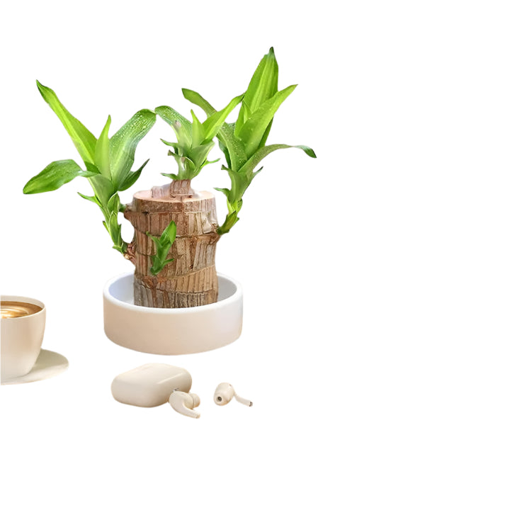 Brazilian Lucky Plant