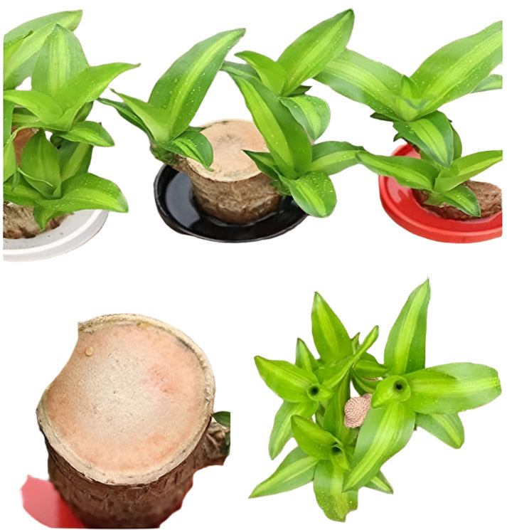 Brazilian Lucky Plant